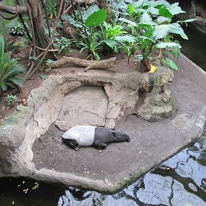 Henry Doorly Zoo 2010 - Malayan Tapir in Lied Jungle