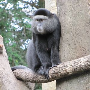 Henry Doorly Zoo 2010 - Blue Monkey in Lied Jungle