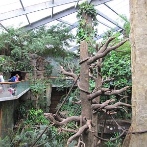 Henry Doorly Zoo 2010 - Blue Monkey exhibit in Lied Jungle