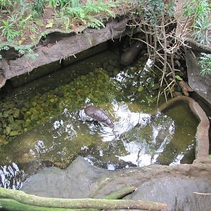 Henry Doorly Zoo 2010 - Pigmy Hippopotamus exhibit in Lied Jungle
