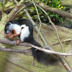 Henry Doorly Zoo 2010 - Prevosts Squirrel in Lied Jungle