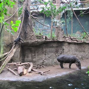 Henry Doorly Zoo 2010 - Bairds Tapir and Geoffreys Spider Monkey in Lied Ju