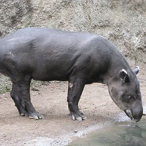 Henry Doorly Zoo 2010 - Bairds Tapir in Lied Jungle