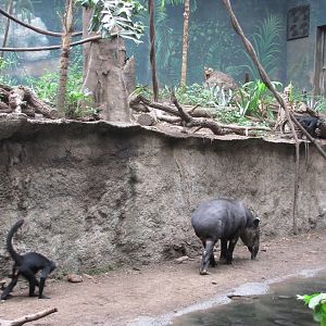 Henry Doorly Zoo 2010 - Bairds Tapir and Geoffreys Spider Monkey in Lied Ju