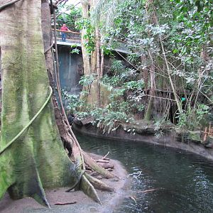 Henry Doorly Zoo 2010 - Bairds Tapir exhibit in Lied Jungle