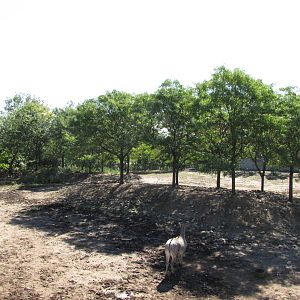 Henry Doorly Zoo 2010 - Part of Grevy Zebra enclosure
