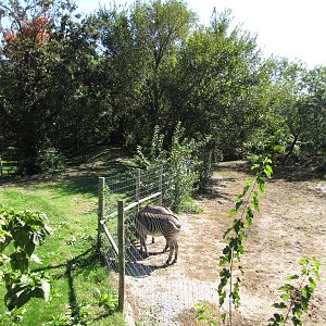 Henry Doorly Zoo 2010 - Part of Grevy Zebra enclosure