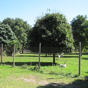 Henry Doorly Zoo 2010 - Part of Addax enclosure