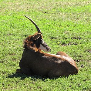 Henry Doorly Zoo 2010 - Sable Antelope