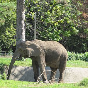 Henry Doorly Zoo 2010 - African Elephant