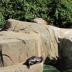 Henry Doorly Zoo 2010 - California Sea Lion and young pup