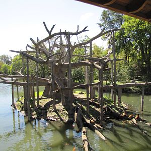 Henry Doorly Zoo 2010 - Black-handed Spider Monkeys on Lagoon Island