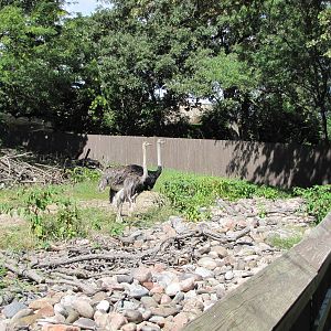 Henry Doorly Zoo 2010 - Part of Ostrich exhibit in African Veldt