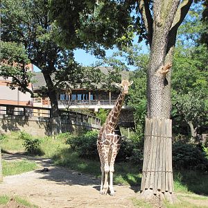 Henry Doorly Zoo 2010 - Reticulated Giraffe