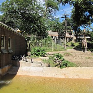 Henry Doorly Zoo 2010 - Part of Reticulated Giraffe and Jackass Penguin exh