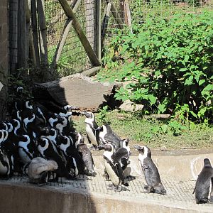 Henry Doorly Zoo 2010 - Jackass Penguins