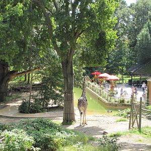 Henry Doorly Zoo 2010 - Reticulated Giraffe and Jackass Penguin exhibit see