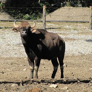 Henry Doorly Zoo 2010 - Gaur