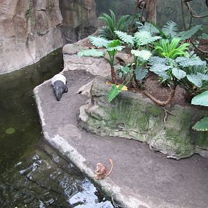 Henry Doorly Zoo 2010 - Malayan Tapir and Ebony Langur in Lied Jungle