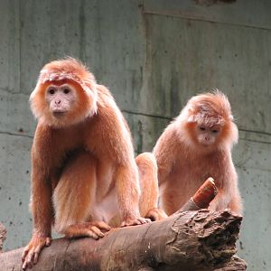 Henry Doorly Zoo 2010 - Ebony Langurs in Lied Jungle
