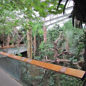 Henry Doorly Zoo 2010 - View towards Black Spider Monkey exhibit in Lied Ju