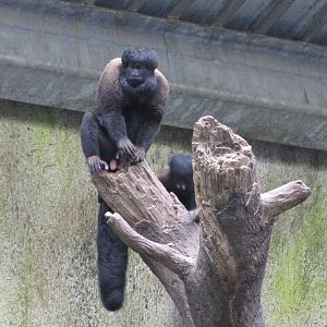 Henry Doorly Zoo 2010 - Red-backed Bearded Saki in Lied Jungle