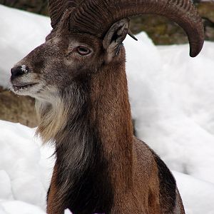 Ovis vignei bochariensis  / Tadjik Urial