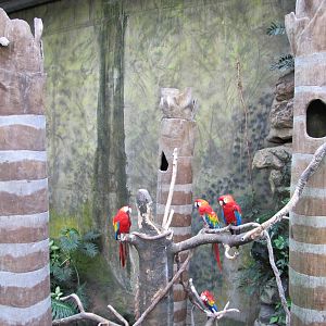Henry Doorly Zoo 2010 - Scarlet Macaws in Jungle World