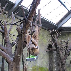 Henry Doorly Zoo 2010 - Hoffmans Two-toed Sloth in Lied Jungle