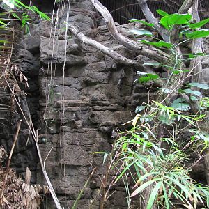 Henry Doorly Zoo 2010 - Free-ranging Giant Indian Fruit Bats in Lied Jungle