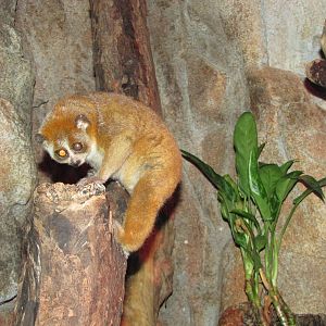 Henry Doorly Zoo 2010 - Pigmy Slow Loris in Lied Jungle