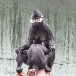 Henry Doorly Zoo 2010 - Francois Langur mother nurtures her young in Lied J