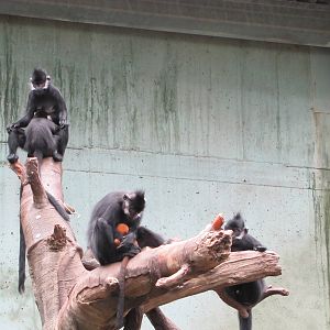 Henry Doorly Zoo 2010 - Francois Langur group in Lied Jungle