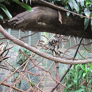 Henry Doorly Zoo 2010 - DeBrazza Monkey in Lied Jungle