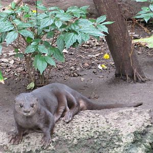 Henry Doorly Zoo 2010 - Spotted-necked Otter in Lied Jungle
