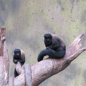 Henry Doorly Zoo 2010 - Red-backed Bearded Sakis in Lied Jungle