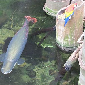 Henry Doorly Zoo 2010 - Arapaime and Scarlet Macaw in Lied Jungle