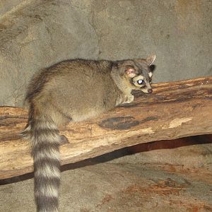 Henry Doorly Zoo 2010 - Cacomistle in Kingdoms of the Night