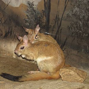 Henry Doorly Zoo 2010 - Springhaas in Kingdoms of the Night