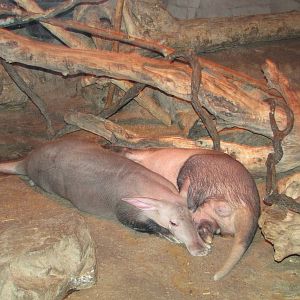 Henry Doorly Zoo 2010 - Aardvarks in Kingdoms of the Night
