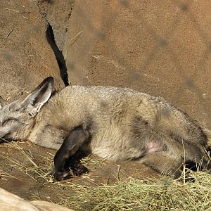 Henry Doorly Zoo 2010 - Bat-eared Fox in Desert Dome