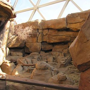 Henry Doorly Zoo 2010 - Serval and Meerkat exhibits in Desert Dome