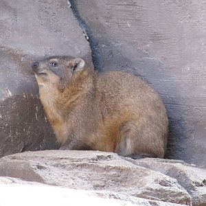 Henry Doorly Zoo 2010 - Rock Hyrax in Desert Dome