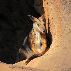 Henry Doorly Zoo 2010 - Yellow-footed Rock Wallaby in Desert Dome