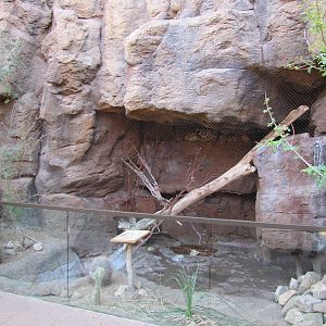 Henry Doorly Zoo 2010 - American Kestral exhibit in Desert Dome