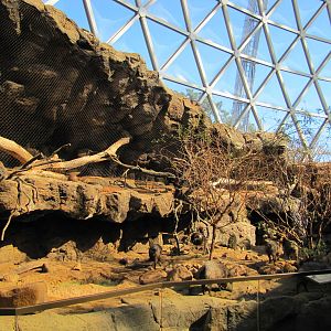 Henry Doorly Zoo 2010 - Ocelot and Collared Peccary exhibits in the Sonora