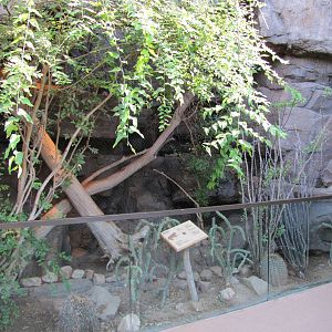 Henry Doorly Zoo 2010 - Bobcat exhibit in Desert Dome