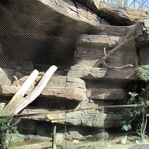 Henry Doorly Zoo 2010 - Swift Fox exhibit in Desert Dome