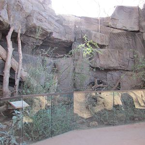 Henry Doorly Zoo 2010 - White-nosed Coatimundi exhibit in Desert Dome