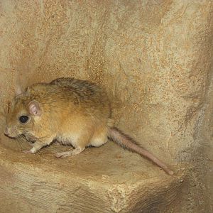 Henry Doorly Zoo 2010 - Bushy-tailed Jird in Kingdoms of the Night